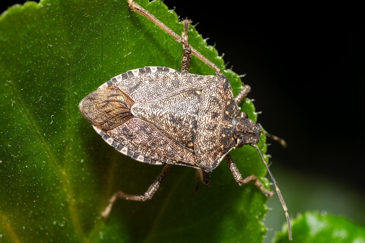 Nová záhrada - bzdochy 